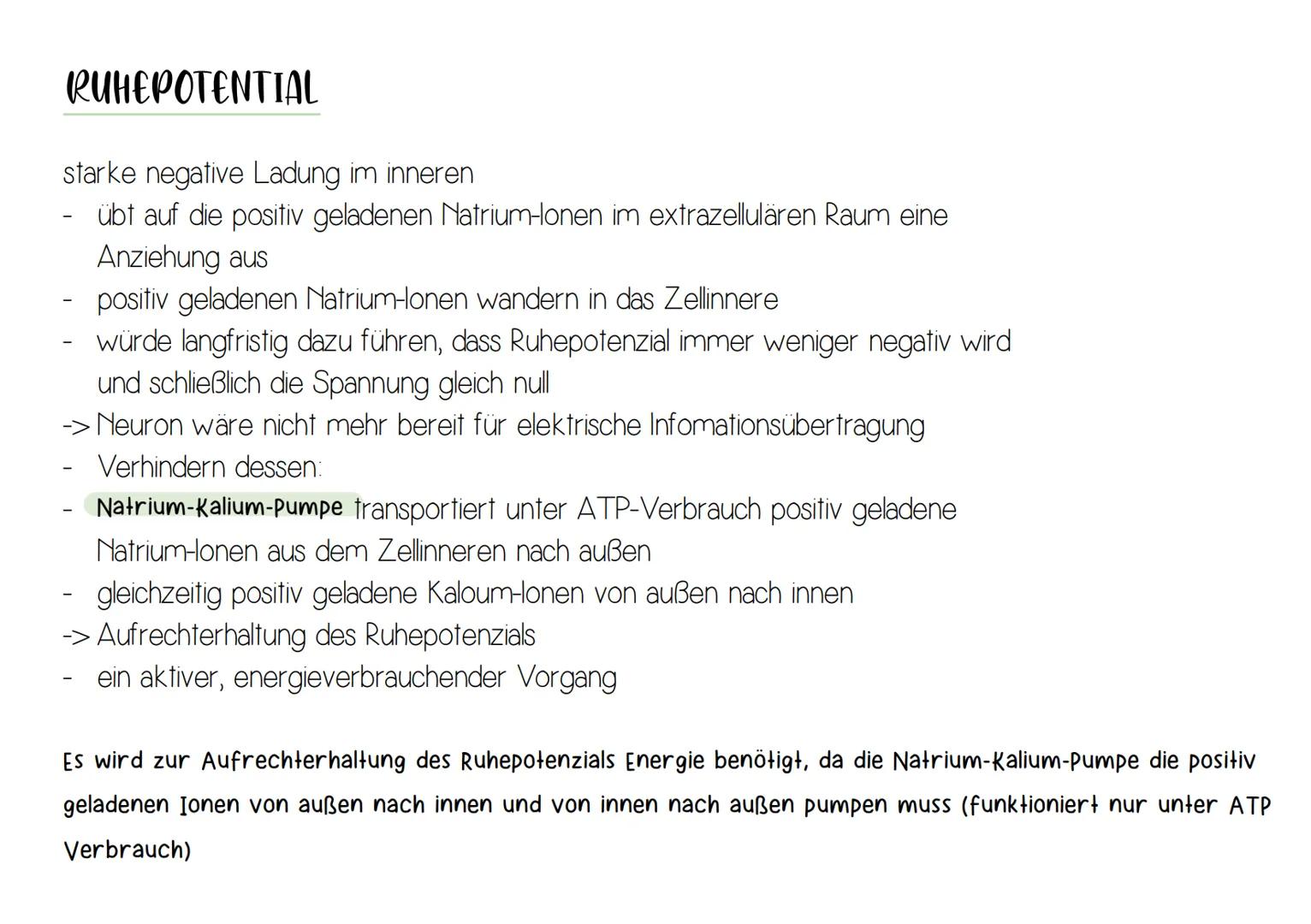 NEURON
Synapse
Zellkern
-Dendrit
-Zellkörper (Soma)
Axonhügel
Axon
Nervenfaser
(Neurit)
Hüllzelle
(Schwann-Zelle)
Myelinscheide
Ranvier-Schn