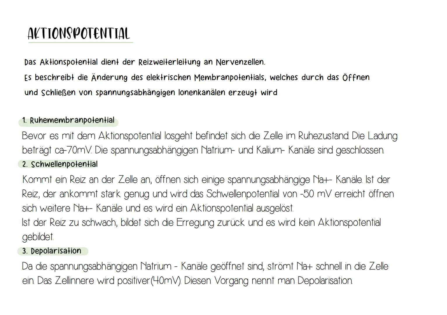 NEURON
Synapse
Zellkern
-Dendrit
-Zellkörper (Soma)
Axonhügel
Axon
Nervenfaser
(Neurit)
Hüllzelle
(Schwann-Zelle)
Myelinscheide
Ranvier-Schn