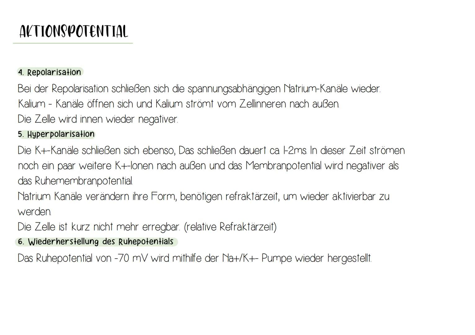 NEURON
Synapse
Zellkern
-Dendrit
-Zellkörper (Soma)
Axonhügel
Axon
Nervenfaser
(Neurit)
Hüllzelle
(Schwann-Zelle)
Myelinscheide
Ranvier-Schn