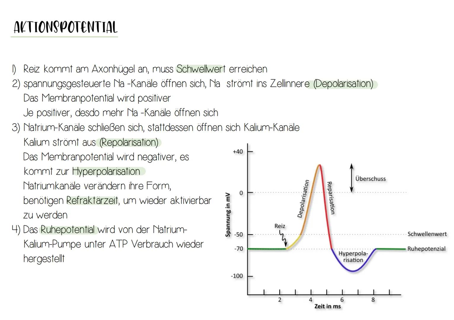 NEURON
Synapse
Zellkern
-Dendrit
-Zellkörper (Soma)
Axonhügel
Axon
Nervenfaser
(Neurit)
Hüllzelle
(Schwann-Zelle)
Myelinscheide
Ranvier-Schn
