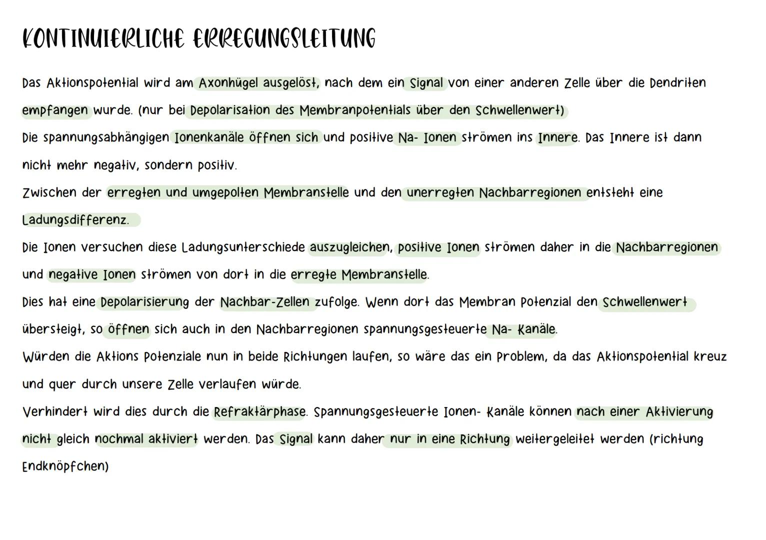 NEURON
Synapse
Zellkern
-Dendrit
-Zellkörper (Soma)
Axonhügel
Axon
Nervenfaser
(Neurit)
Hüllzelle
(Schwann-Zelle)
Myelinscheide
Ranvier-Schn