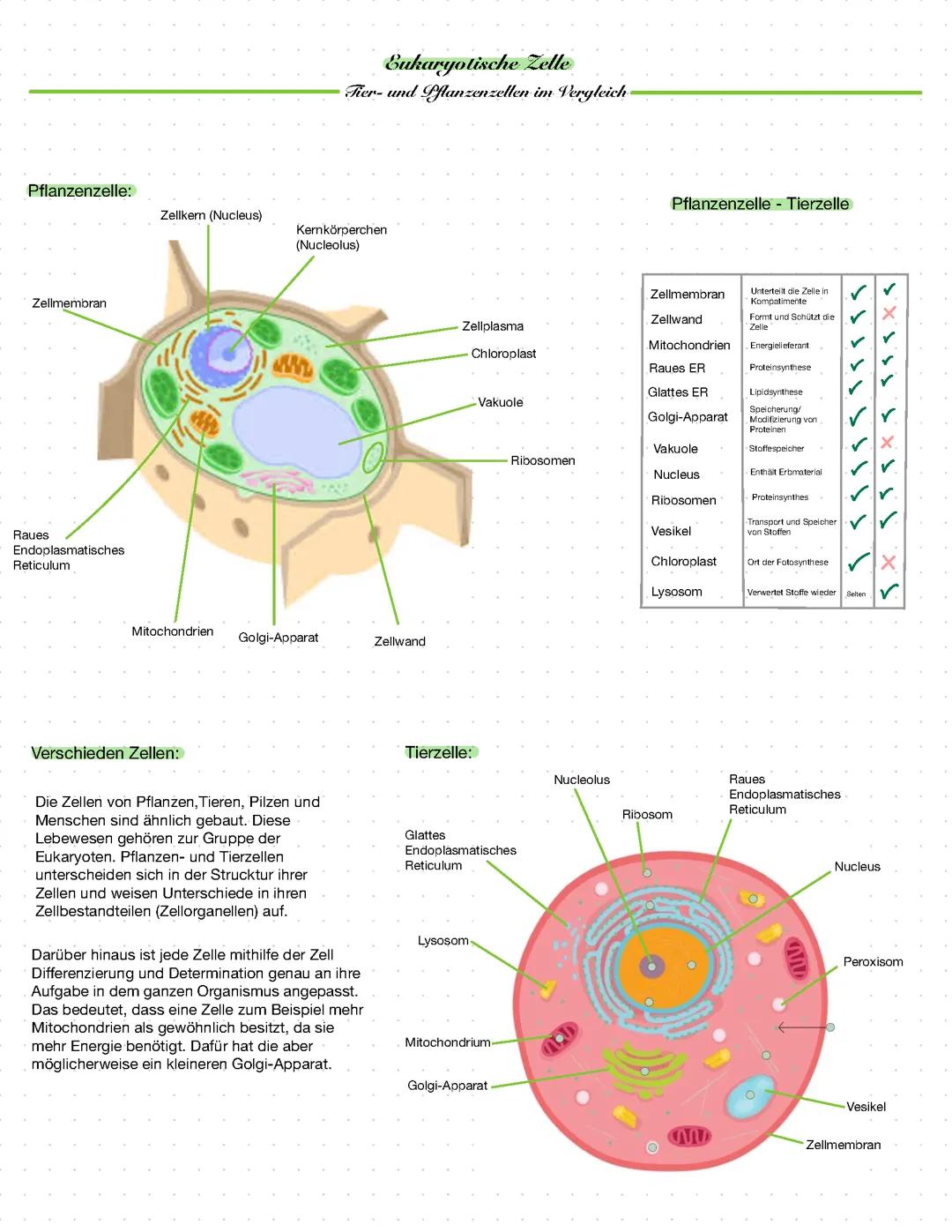 Aufbau der Tier-und Pflanzenzelle