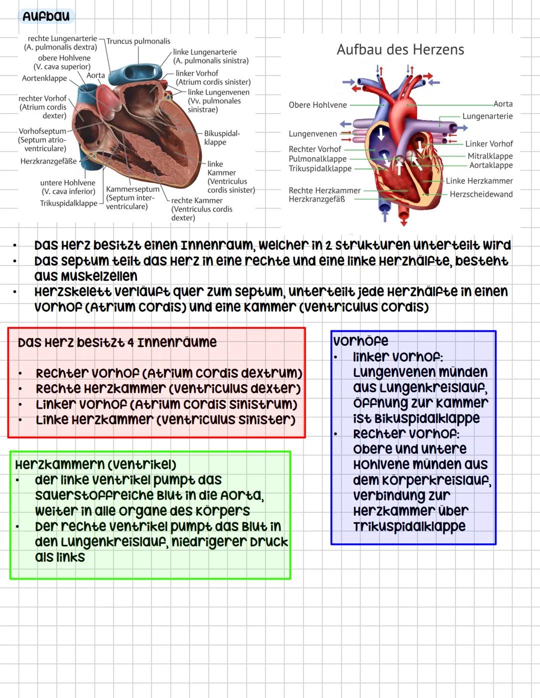 Das Herz (COR)
Aufgaben
•
.
•
•
.
kräftiger Muskel, ist als Hohlorgan aufgebaut
zentrale Blutpumpe des Herz-Kreislauf-systems
Blut fließt du