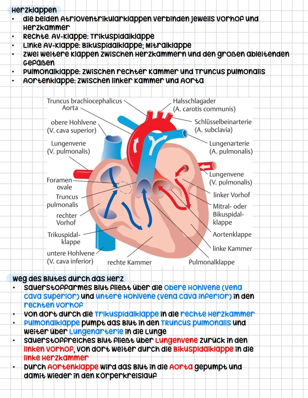 Das Herz (COR)
Aufgaben
•
.
•
•
.
kräftiger Muskel, ist als Hohlorgan aufgebaut
zentrale Blutpumpe des Herz-Kreislauf-systems
Blut fließt du