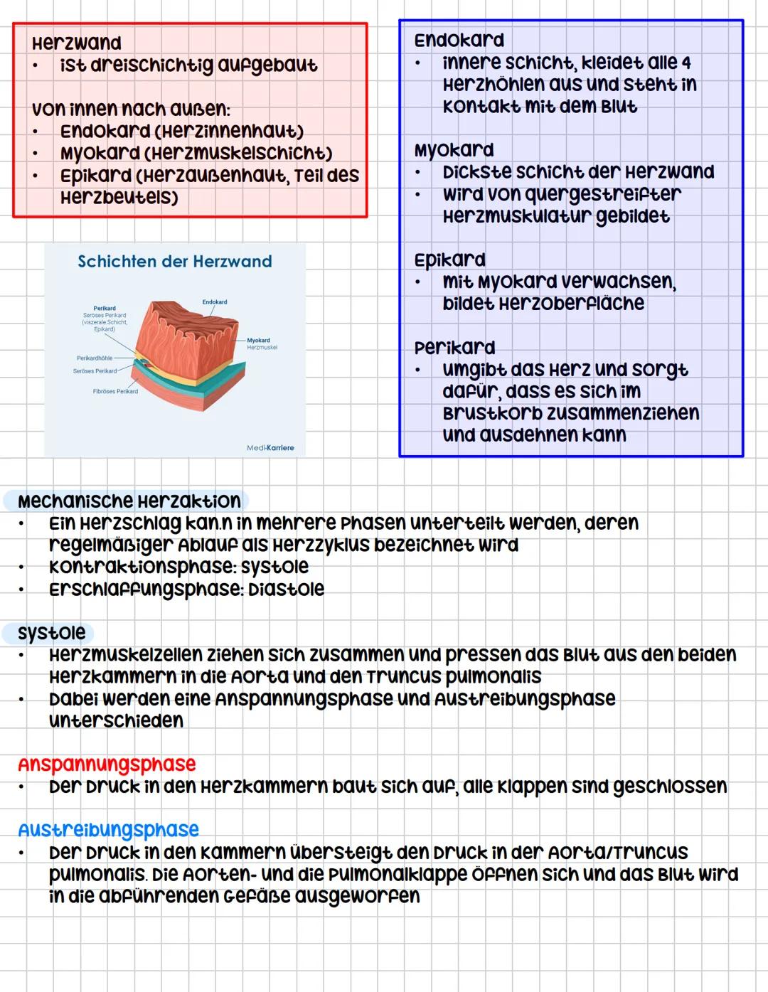 Das Herz (COR)
Aufgaben
•
.
•
•
.
kräftiger Muskel, ist als Hohlorgan aufgebaut
zentrale Blutpumpe des Herz-Kreislauf-systems
Blut fließt du