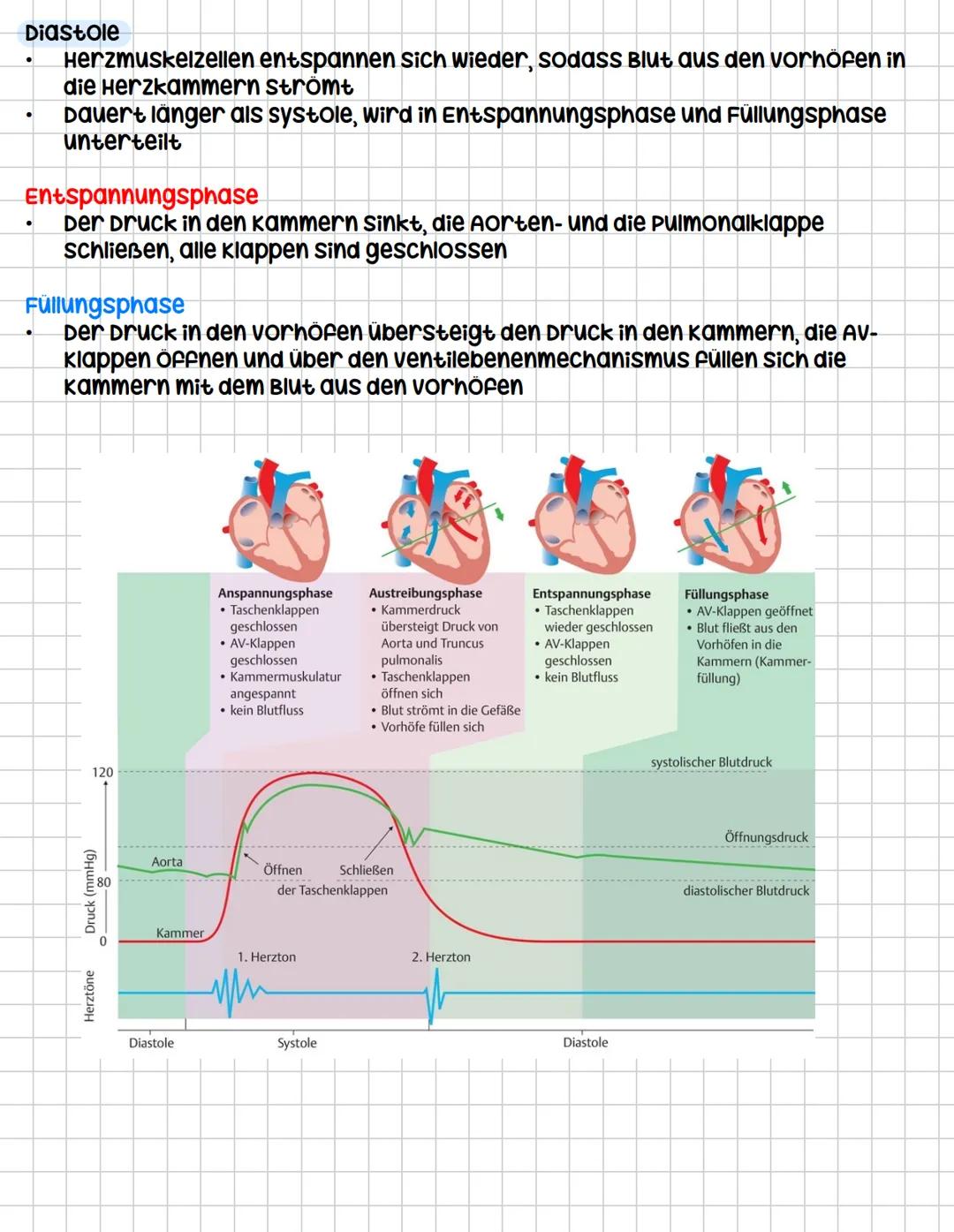 Das Herz (COR)
Aufgaben
•
.
•
•
.
kräftiger Muskel, ist als Hohlorgan aufgebaut
zentrale Blutpumpe des Herz-Kreislauf-systems
Blut fließt du