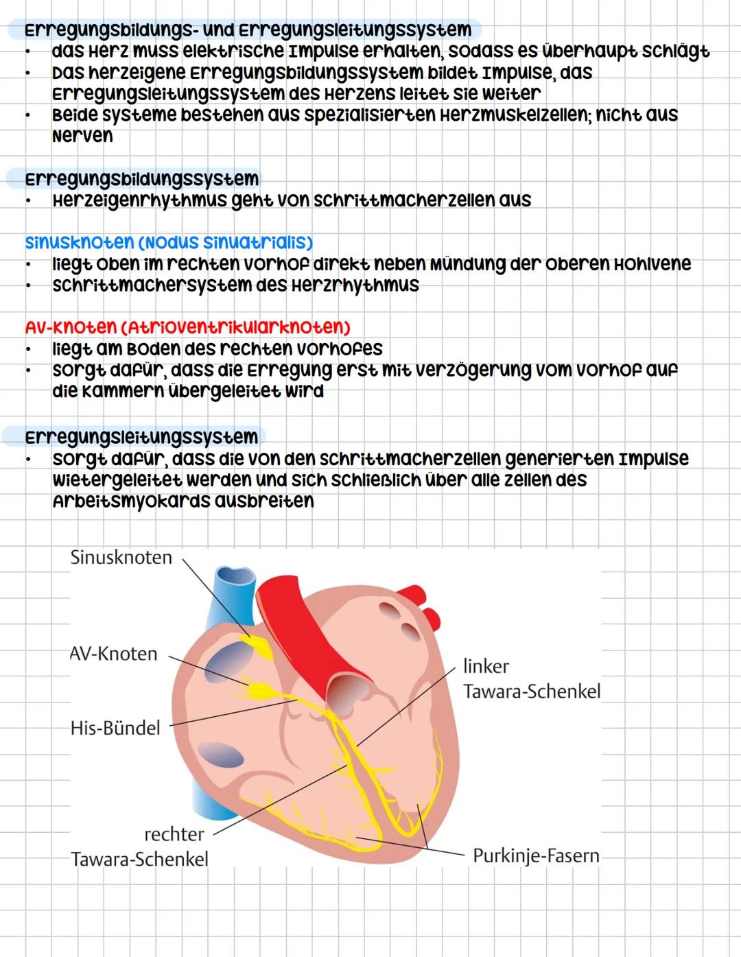 Das Herz (COR)
Aufgaben
•
.
•
•
.
kräftiger Muskel, ist als Hohlorgan aufgebaut
zentrale Blutpumpe des Herz-Kreislauf-systems
Blut fließt du