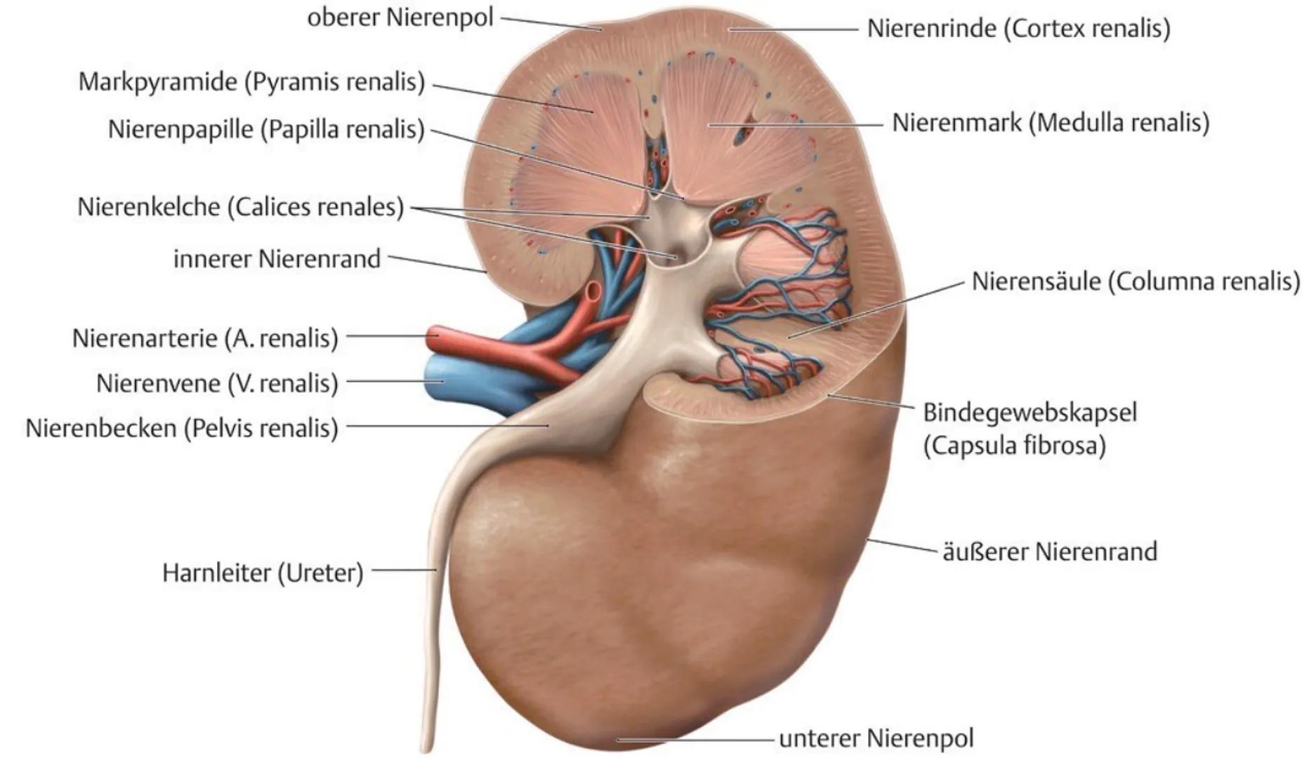 Miktion
•
=vorgang der Blasenentleerung (urinausscheidung)
erfolgt normalerweise Willkürlich, schmerzlos und im strahl (200-400ml)
.
Hellgel