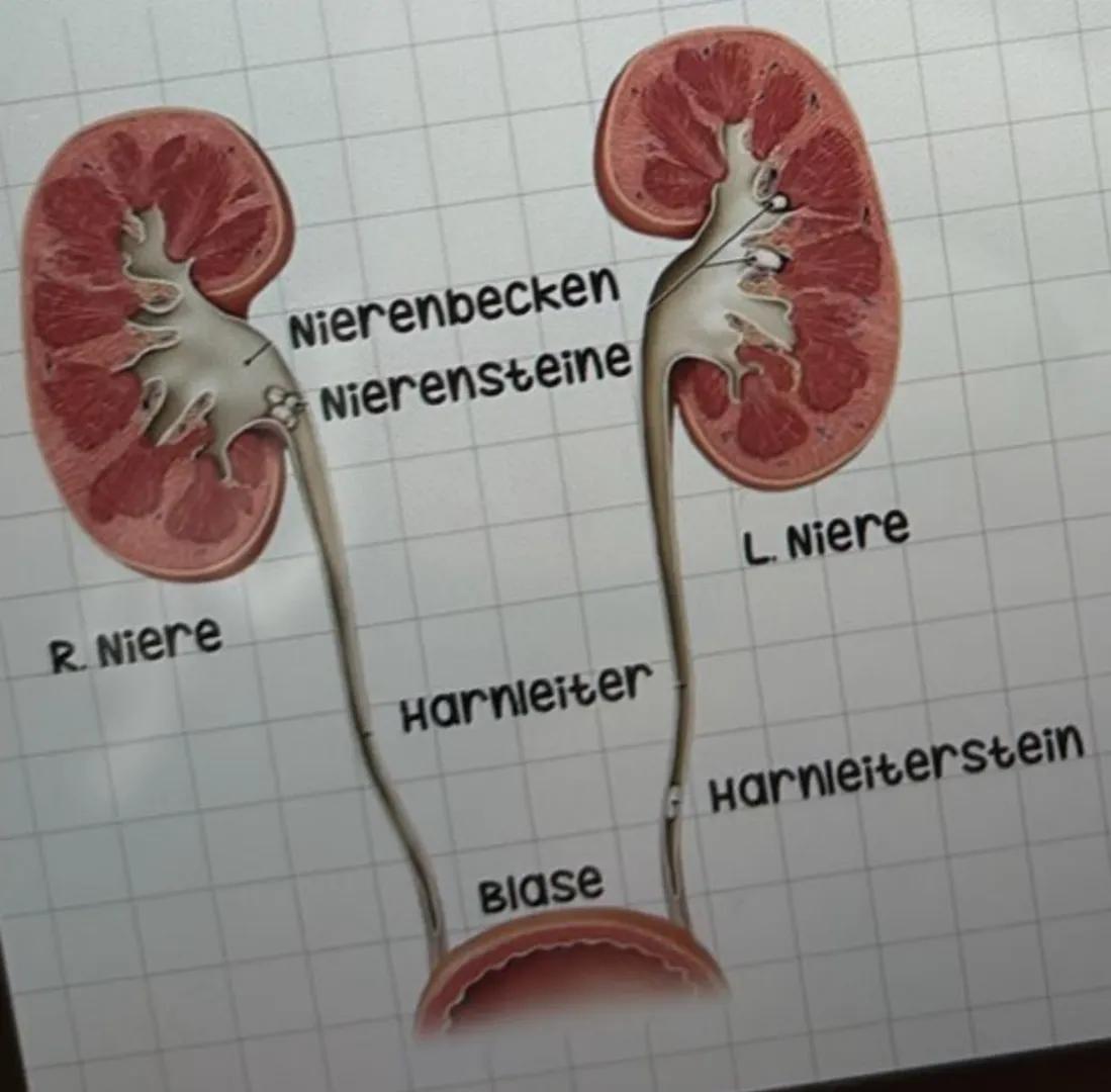 Miktion
•
=vorgang der Blasenentleerung (urinausscheidung)
erfolgt normalerweise Willkürlich, schmerzlos und im strahl (200-400ml)
.
Hellgel