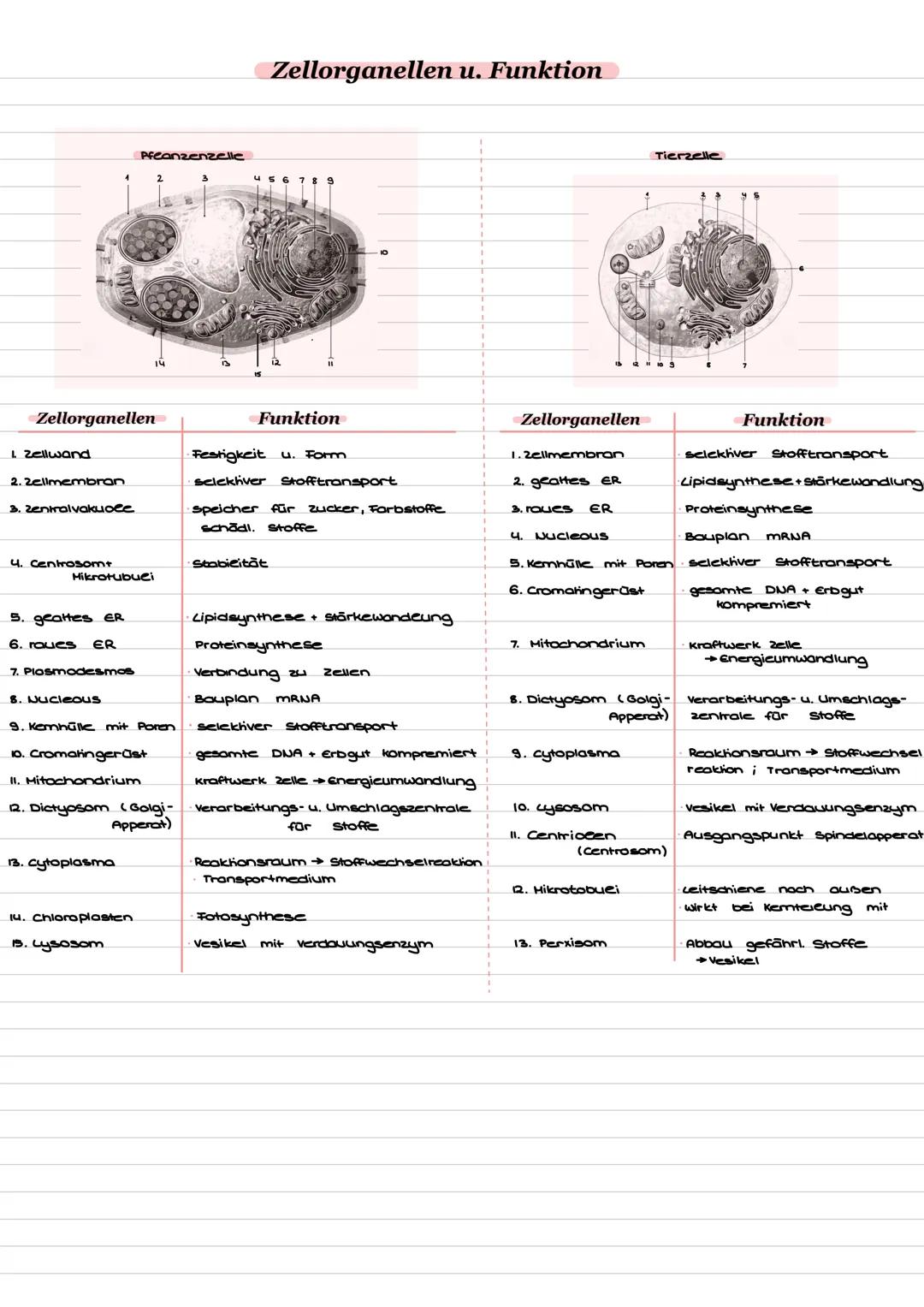 Pflanzenzelle
Zellorganellen u. Funktion
Tierzelle
12 11 10 9
Zellorganellen
1. Zellwand
2. Zellmembran
3. Zentralvakuole
4. Centrosomt
Hikr
