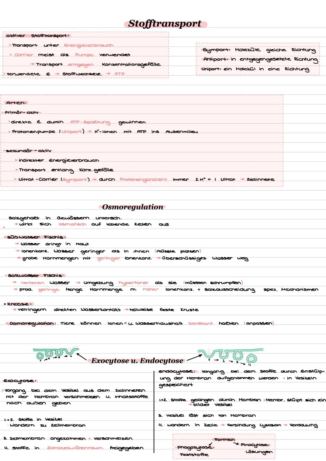 Pflanzenzelle
Zellorganellen u. Funktion
Tierzelle
12 11 10 9
Zellorganellen
1. Zellwand
2. Zellmembran
3. Zentralvakuole
4. Centrosomt
Hikr