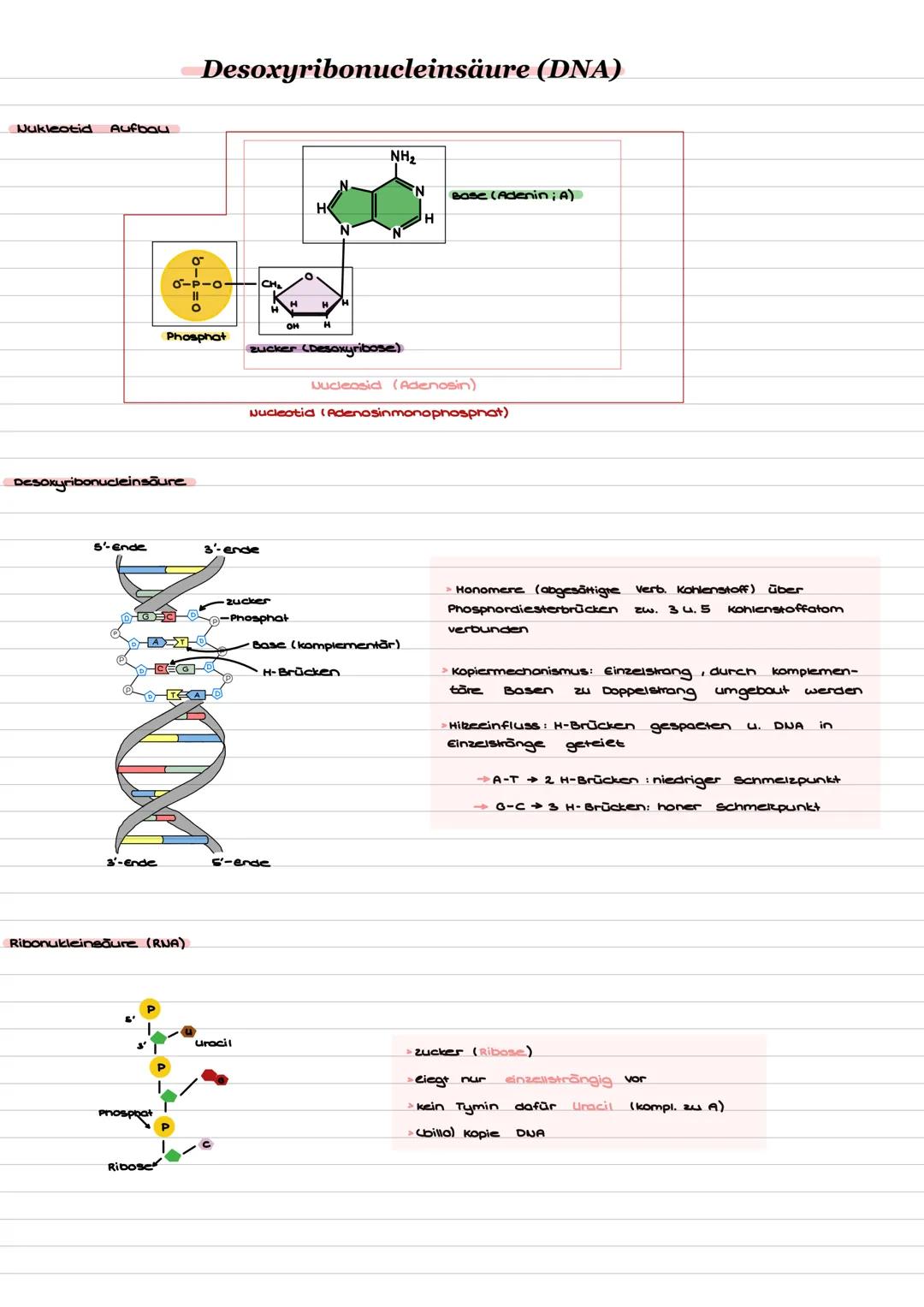 Pflanzenzelle
Zellorganellen u. Funktion
Tierzelle
12 11 10 9
Zellorganellen
1. Zellwand
2. Zellmembran
3. Zentralvakuole
4. Centrosomt
Hikr