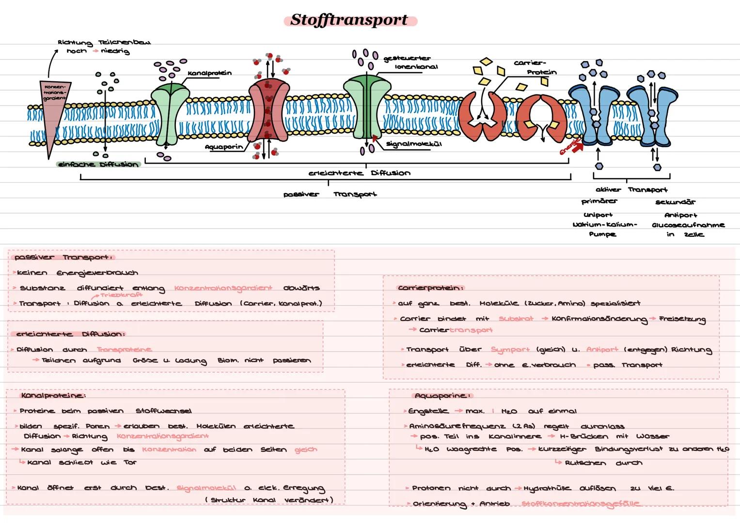 Pflanzenzelle
Zellorganellen u. Funktion
Tierzelle
12 11 10 9
Zellorganellen
1. Zellwand
2. Zellmembran
3. Zentralvakuole
4. Centrosomt
Hikr