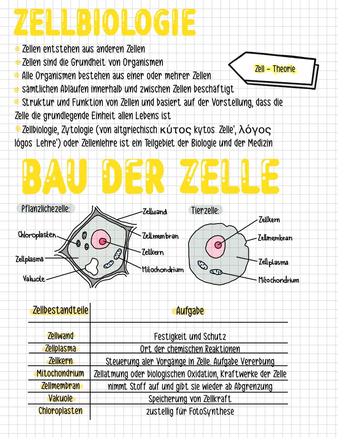 ZELLBIOLOGIE
Zellen entstehen aus anderen Zellen
Zellen sind die Grundheit von Organismen
Alle Organismen bestehen aus einer oder mehrer Zel