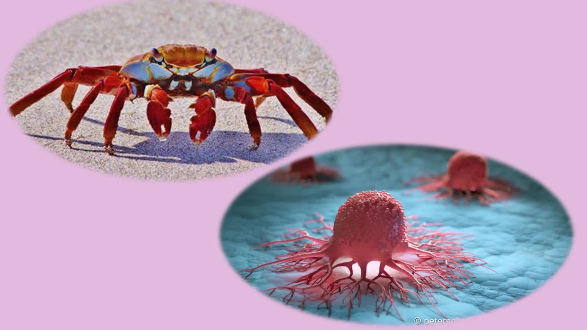 KREBS Gliederung
1. Was ist „Krebs“ und woher kommt der Name Krebs?
2. Welche Varianten von Krebs gibt es?
3. Was sind Tumoren/ Metastasen?