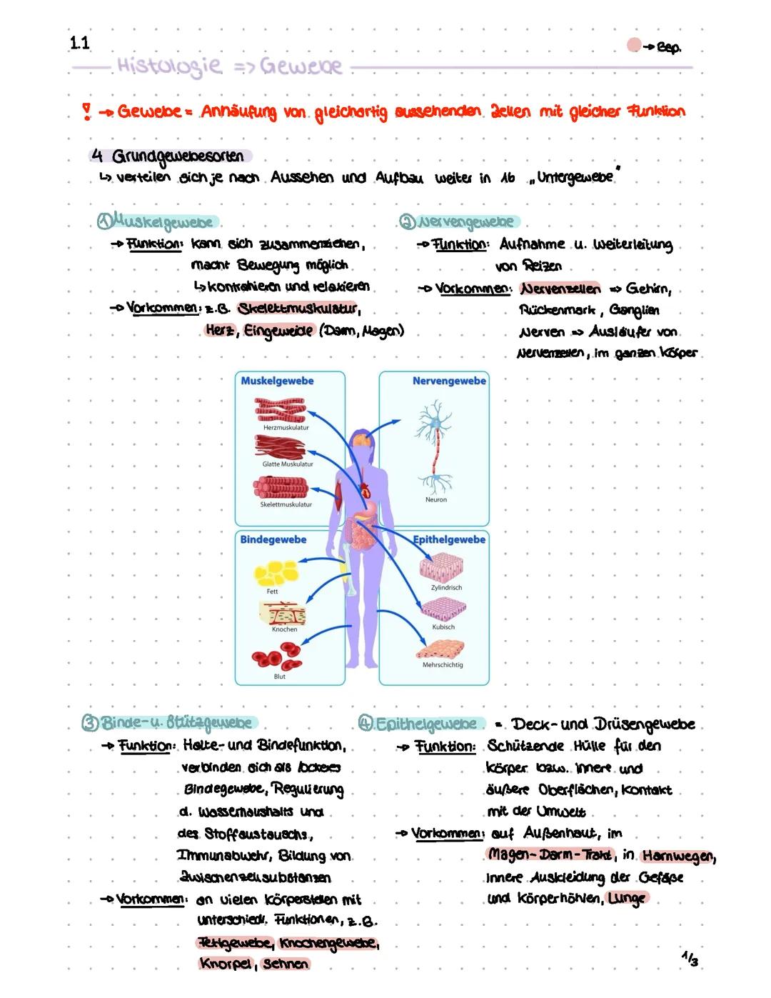 Histologie