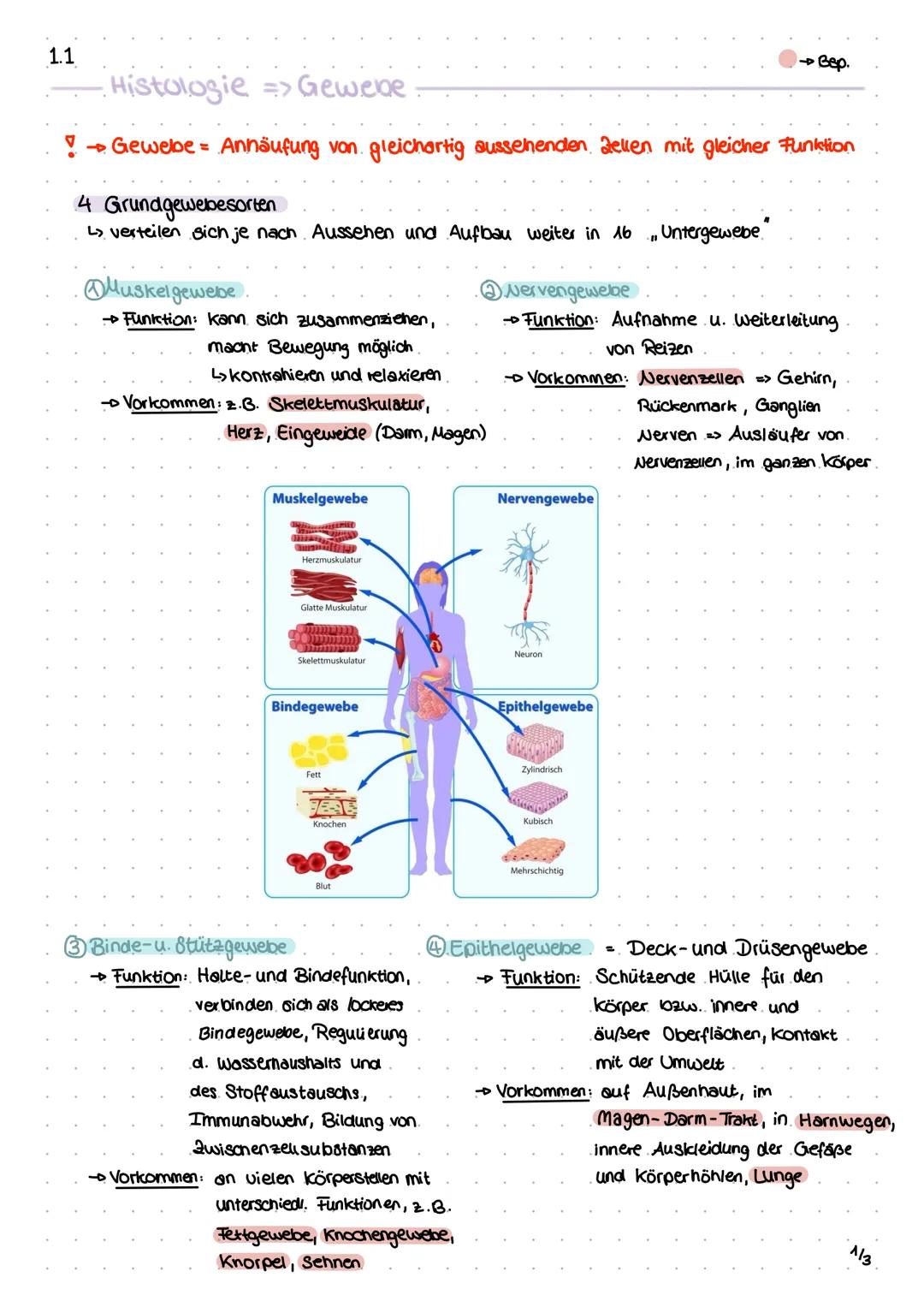 1.1
Histologie => Gewebe
!
→Bep.
→ Gewebe = Anhäufung von gleichartig aussehenden Zellen mit gleicher Funktion
4 Grundgewebesorten
L> vertei