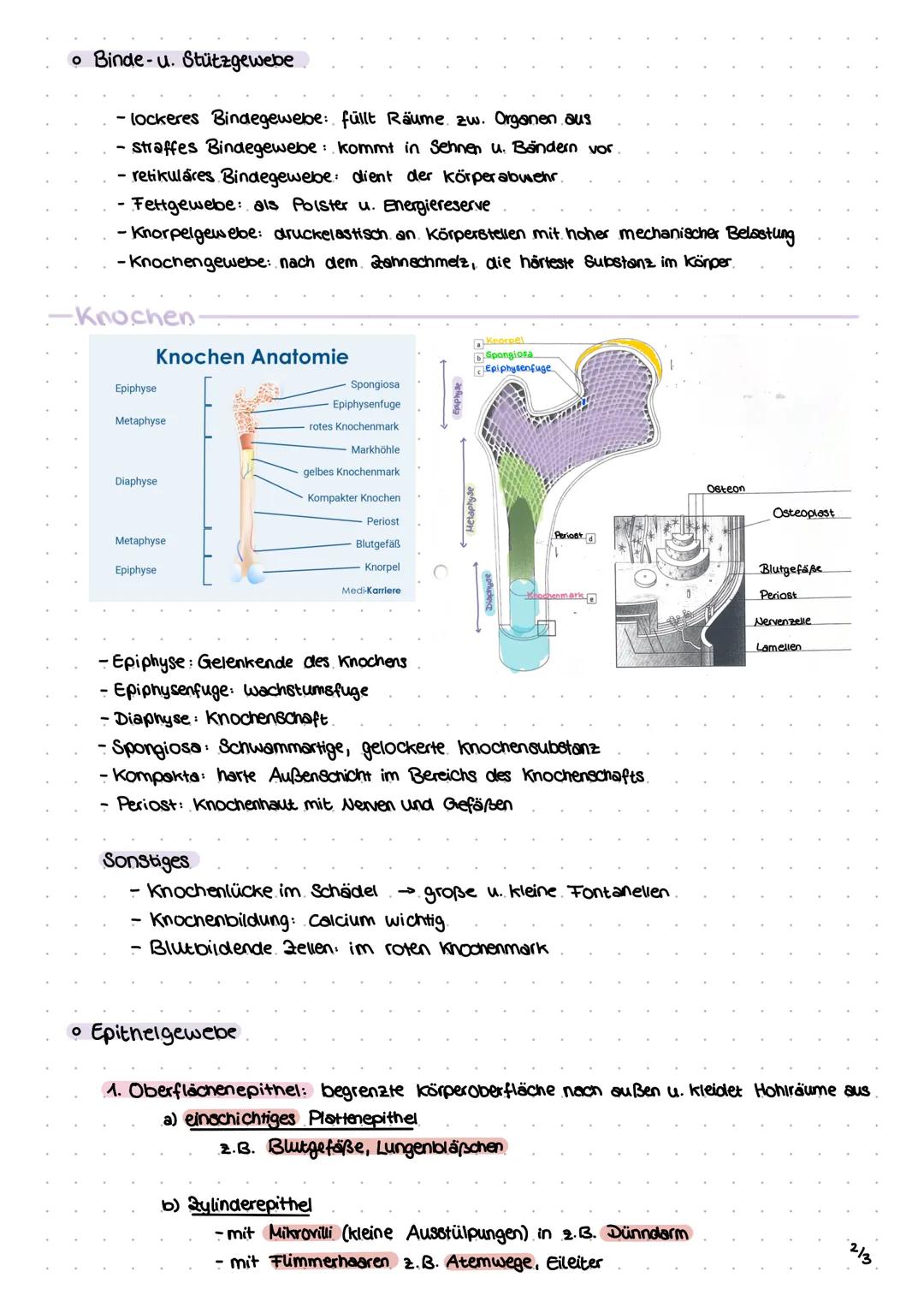 1.1
Histologie => Gewebe
!
→Bep.
→ Gewebe = Anhäufung von gleichartig aussehenden Zellen mit gleicher Funktion
4 Grundgewebesorten
L> vertei