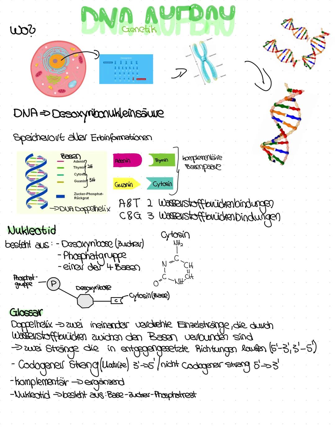 woo
# NNA AURDAU
Genetik UTEU
DNA > Desoxyribonukleinsäure
Speichevort aller Erbinformationen
Basen
Adenin
Thymin 24
Cytost
Guaning 34