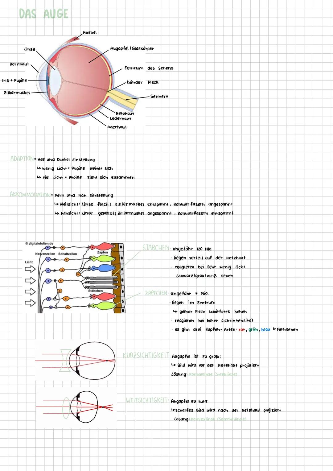 DAS AUGE
Linse
Hornhaut
Iris + Pupille.
Zilliarmuskel
Muskel
Augapfel/Glaskörper
Zentrum des Sehens
blinder Fleck
Netzhaut
Lederhaut
Aderhau