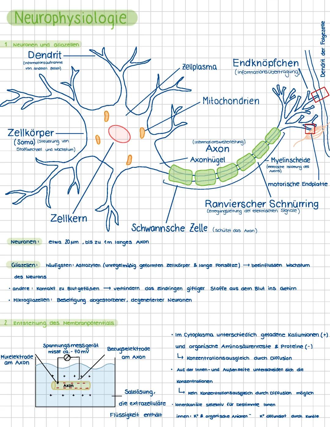 Biologie LK