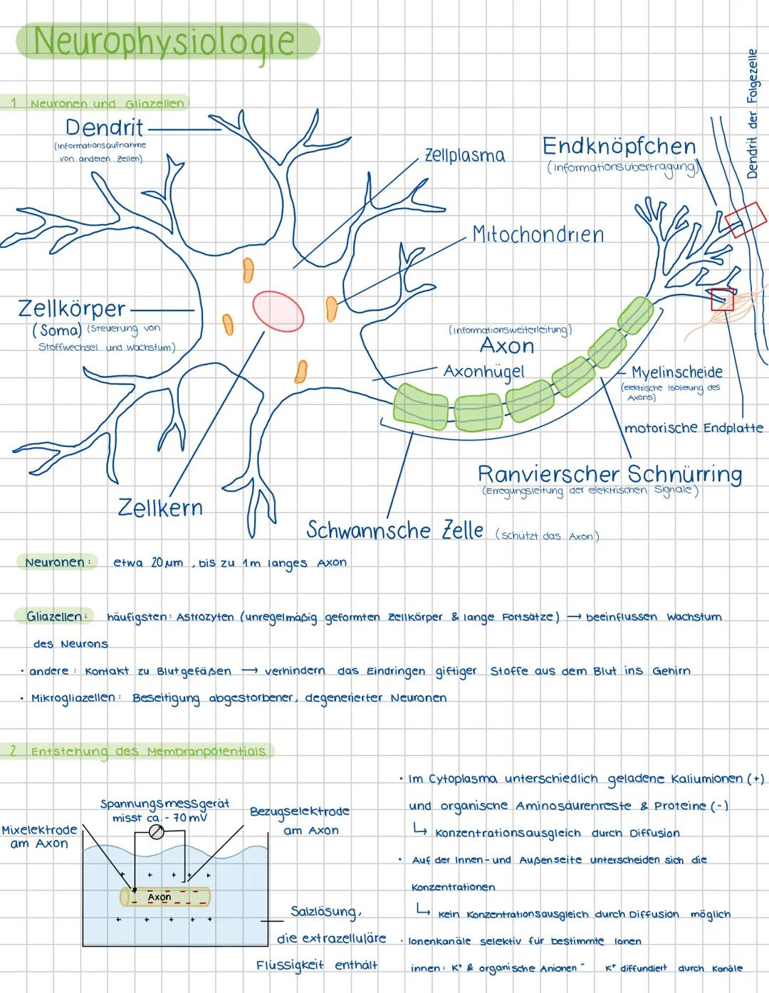 1
Neurophysiologie
Neuronen und Gliazellen
Dendrit-
(Informationsaufnahme
von anderen Zellen)
Zellplasma
Endknöpfchen
(Informationsübertragu