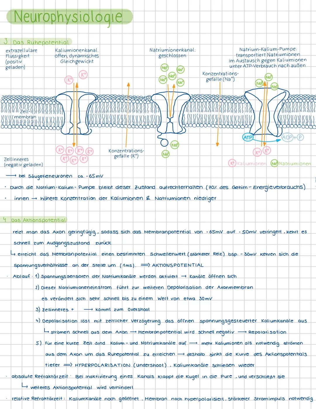 1
Neurophysiologie
Neuronen und Gliazellen
Dendrit-
(Informationsaufnahme
von anderen Zellen)
Zellplasma
Endknöpfchen
(Informationsübertragu