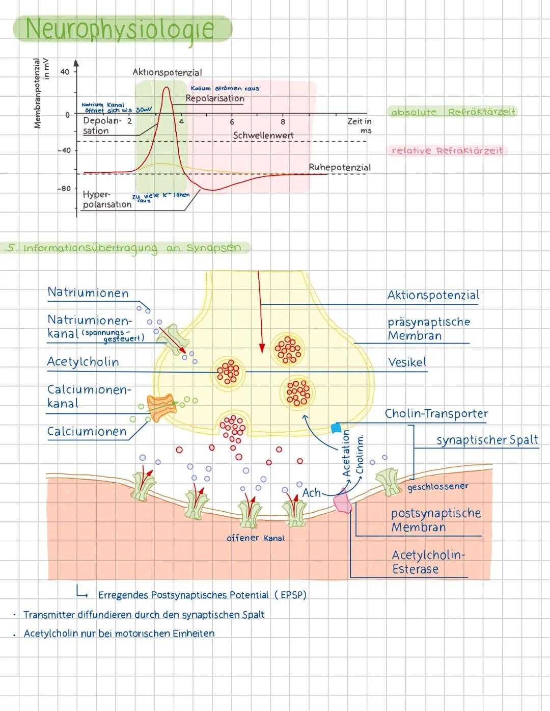 1
Neurophysiologie
Neuronen und Gliazellen
Dendrit-
(Informationsaufnahme
von anderen Zellen)
Zellplasma
Endknöpfchen
(Informationsübertragu