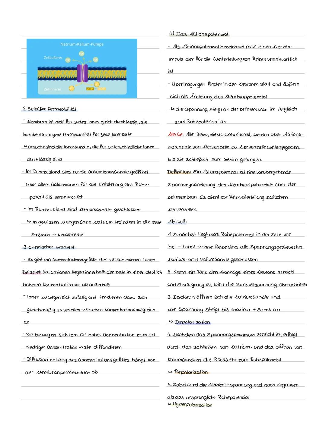 Mögliche Inhaltsbereiche:
• Aufbau und Function eines Neurons.
Reiz Reaktions-Schema
Klausur Nr. 1Q1
· Physiologische Grundlagen des Ruhepot