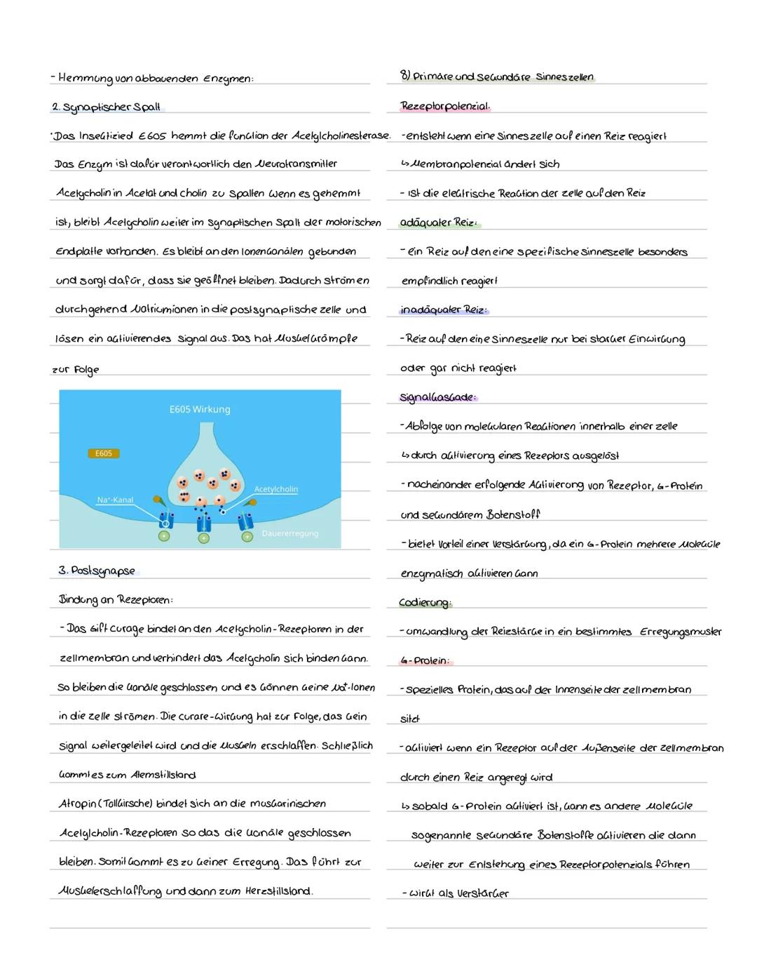 Mögliche Inhaltsbereiche:
• Aufbau und Function eines Neurons.
Reiz Reaktions-Schema
Klausur Nr. 1Q1
· Physiologische Grundlagen des Ruhepot