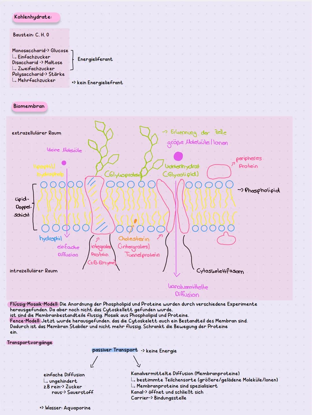 BIOLOGIE KLAUSUR K1.1
Organische Stoffe
Hydroxygruppe: - H -> Alkohole/Kohlenhydrate (Ethanol/Glucose)
L. Wasserstoffbrücken
101
⚫ Aldehydgr