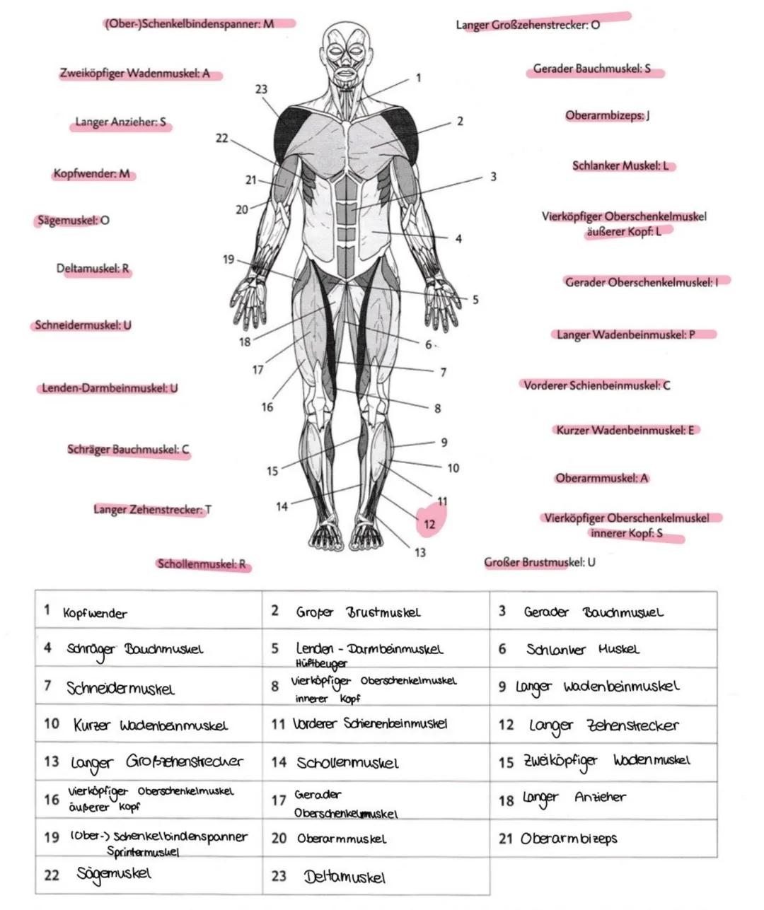 # Sport Klausur Nr.2 Q2
-Hauptmuskelgruppen der Skelettmuskulatur
- Sportbiologische Grundlagen II (Muskelaufbau, Greif-Loslass-Mechanismus