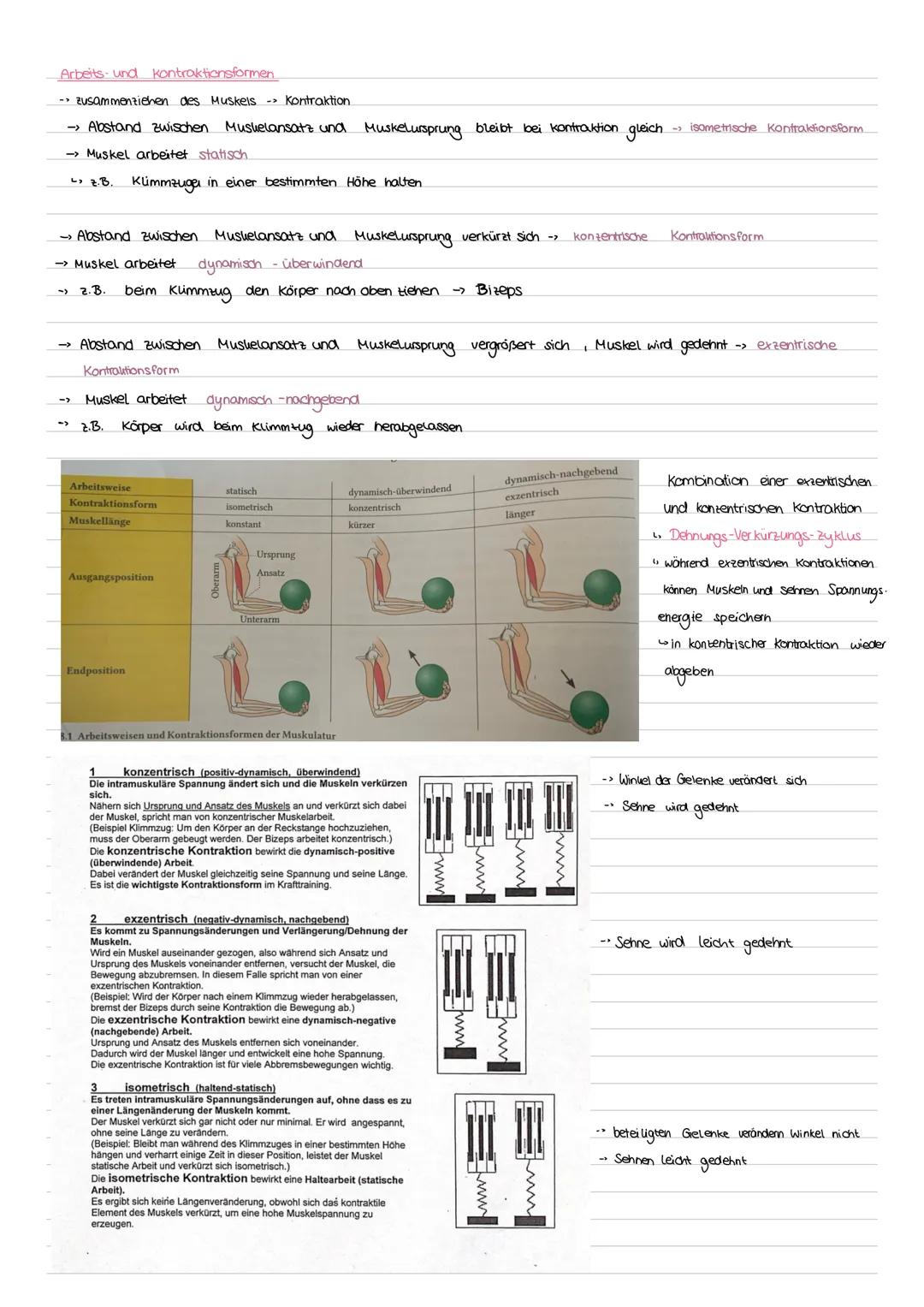# Sport Klausur Nr.2 Q2
-Hauptmuskelgruppen der Skelettmuskulatur
- Sportbiologische Grundlagen II (Muskelaufbau, Greif-Loslass-Mechanismus