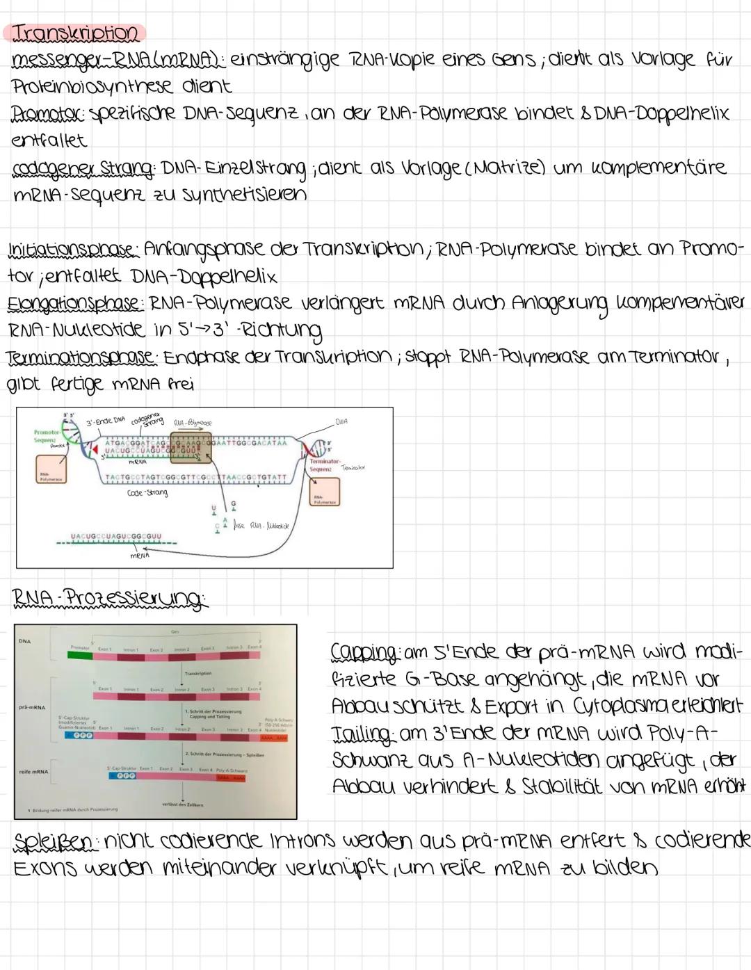 Biologie klausur I
Struktur der DNA
Genes Vererbung: Merkmale wie Augenfarbe, Körpergröße, Haarstruktur und
bestimmte Krankheiten werden übe