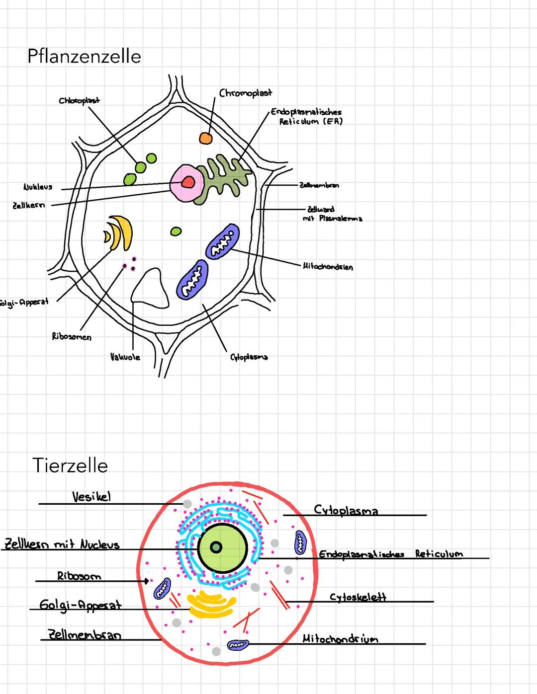 Bio Zellen 11 Klasse