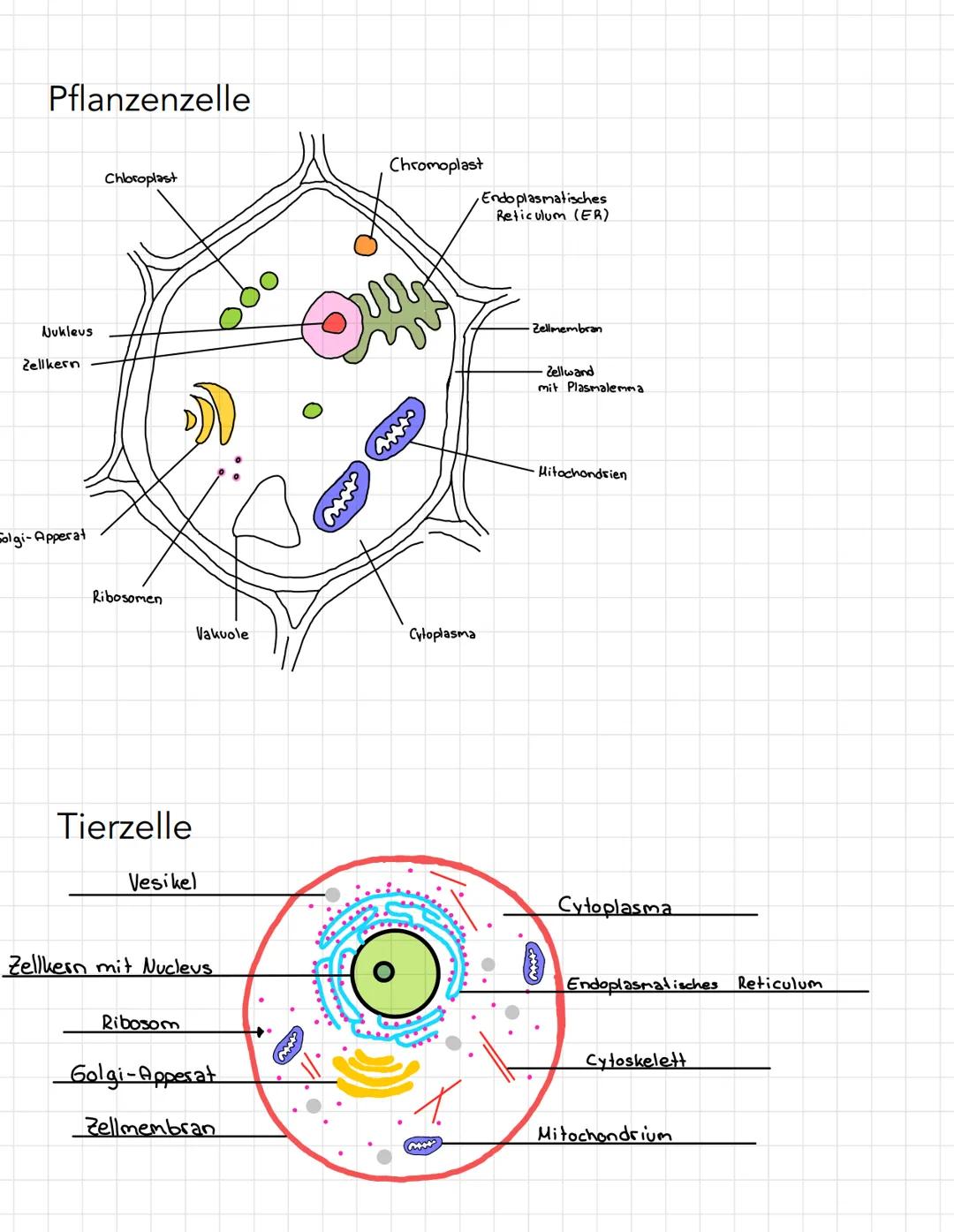 Pflanzenzelle
Chloroplast
Chromoplast
Endoplasmatisches
Reticulum (ER)
Nukleus
Zellkern
Golgi-Apperat
Ribosomen
Tierzelle
Vesikel
Vakuole
Cy
