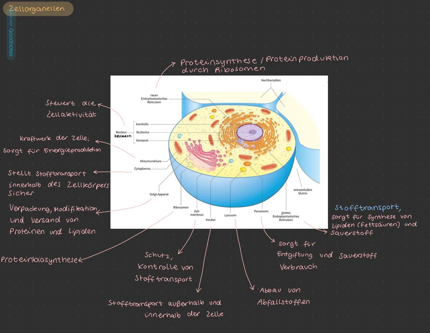 # BEISPIELKLAUSURAUFGABE
Aufgabe 1.1.
Erkläre und vergleiche die Begriffe Diffusion und Osmose.
Aufgabe 1.2.
Erläutere die in M1 beschrieb