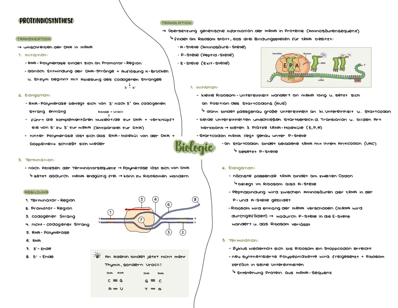 # PROTEINBIOSYNTHESE
TRANSKRIPTION
→ umschreiben aer DNA in mRNA
1. Initiation:
- RNA Polymerase bindet sich an Promotor-Region
- aanac