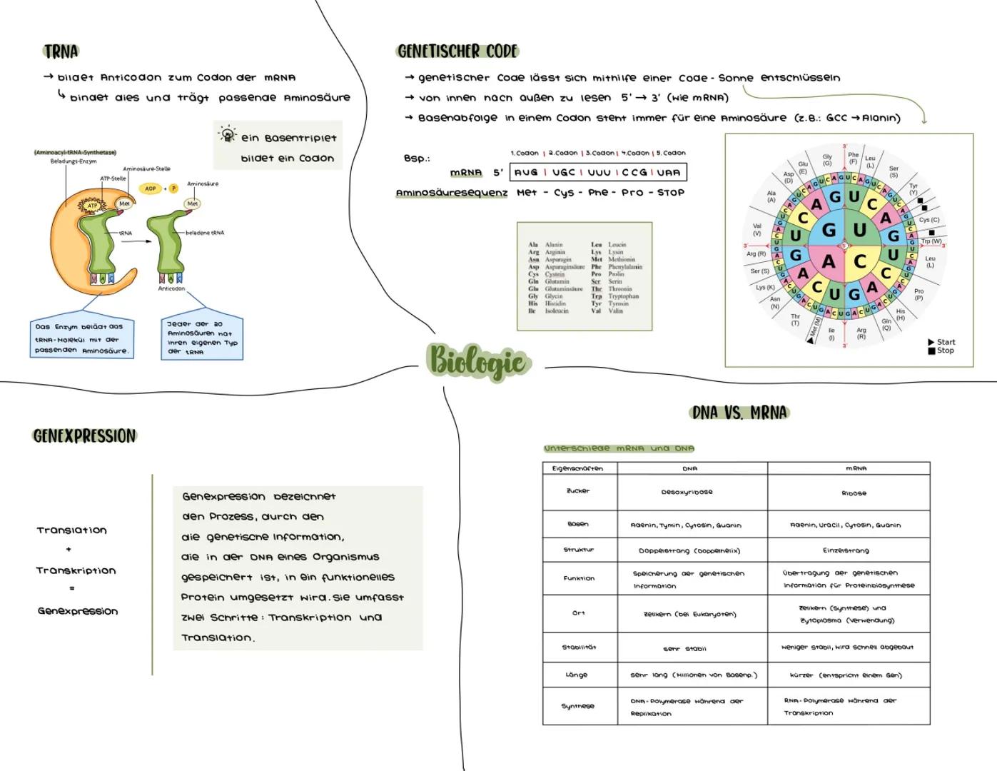# PROTEINBIOSYNTHESE
TRANSKRIPTION
→ umschreiben aer DNA in mRNA
1. Initiation:
- RNA Polymerase bindet sich an Promotor-Region
- aanac