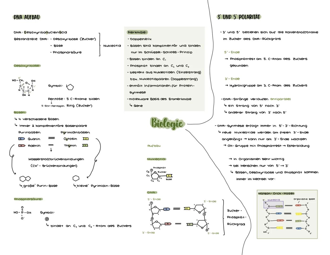 # DNA AUFBAU
DNA: Desoxyribonucleinacia
Bestanateile DNA:
- Desoxyribose (zucker)
- Base
- Phosphorsäure
Desoxyribose:
HO-CH
OH
C
Symbol