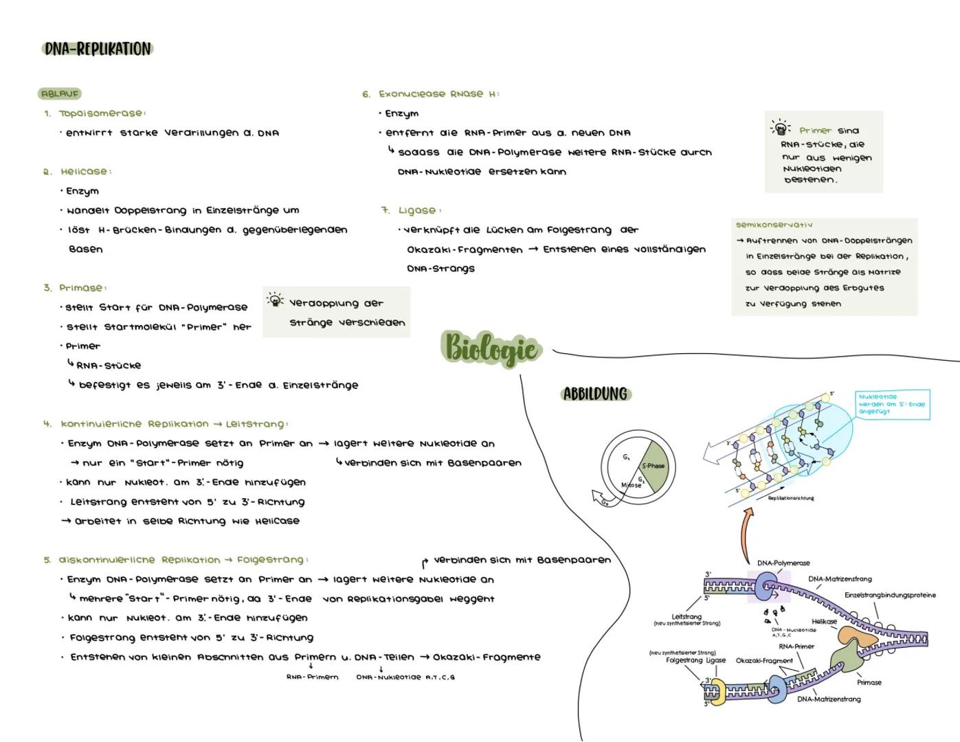 DNA-REPLIKATION
ABLAUF
1. Topoisomerase
· entwirrt starke verdrillungen a. DNA
2.
Helicase:
6. Exonuclease RNase H:
• Enzym
• entfernt die R