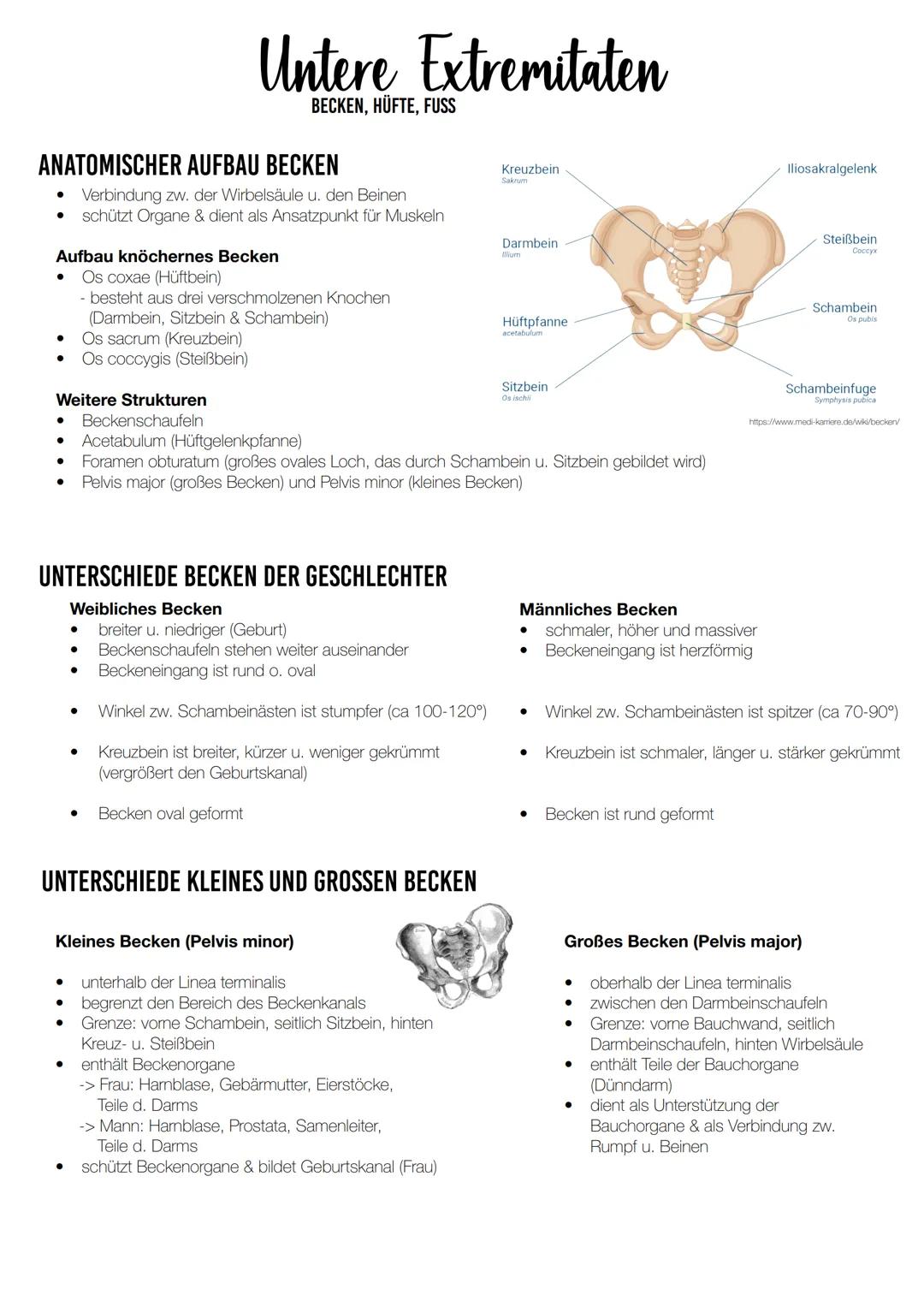 # Untere Extremitaten
BECKEN, HÜFTE, FUSS
## ANATOMISCHER AUFBAU BECKEN
* Verbindung zw. der Wirbelsäule u. den Beinen
* schützt Organe