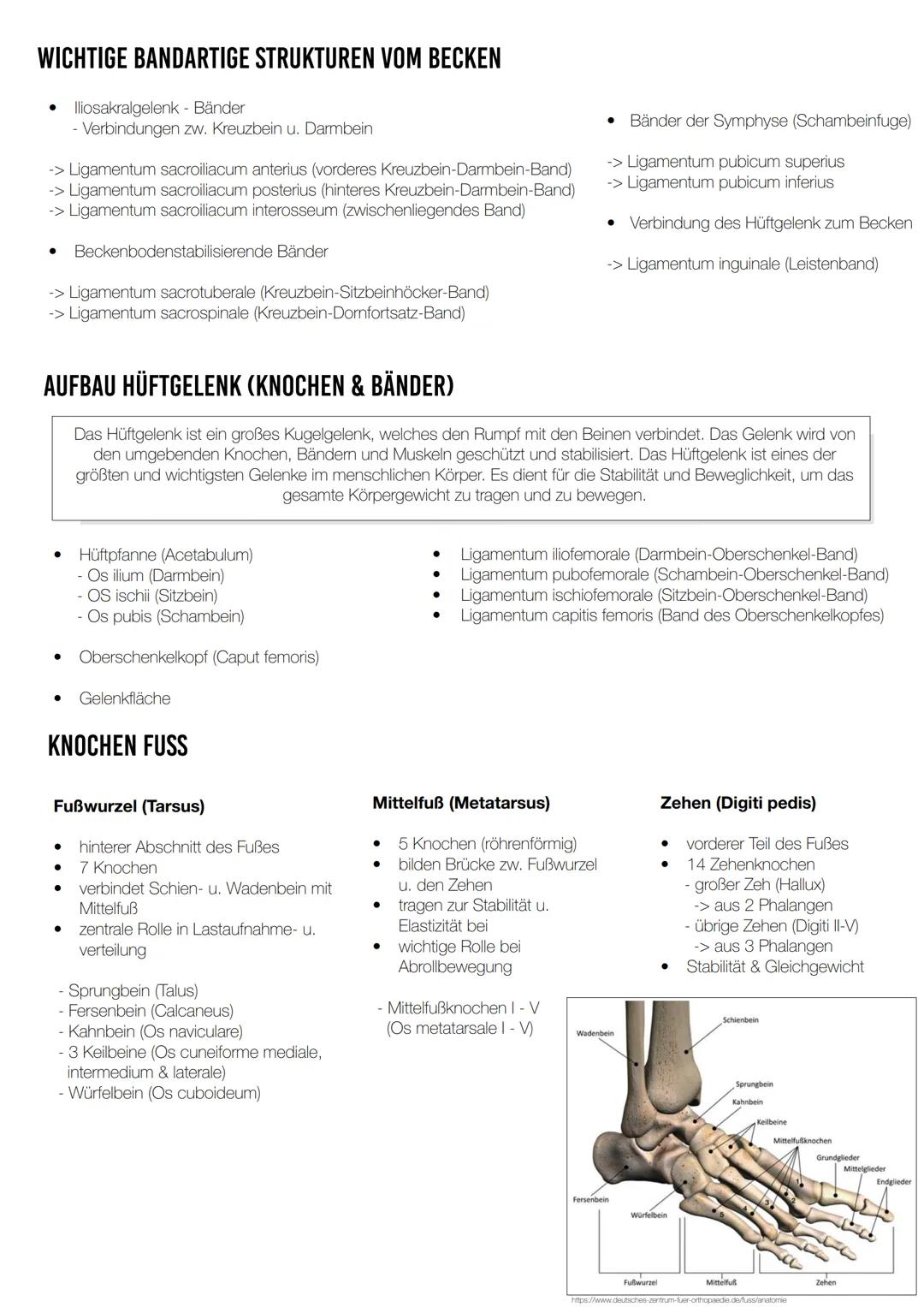 # Untere Extremitaten
BECKEN, HÜFTE, FUSS
## ANATOMISCHER AUFBAU BECKEN
* Verbindung zw. der Wirbelsäule u. den Beinen
* schützt Organe