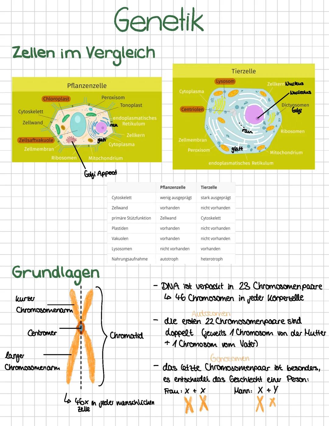 Genetik Zellen und DNA 12. Klasse Q1 Biologie Lernzettel
