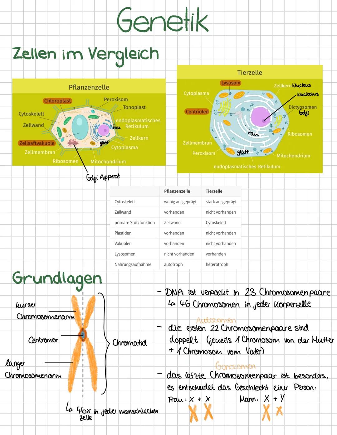 Genetik
Zellen im Vergleich
Cytoskelett
Zellwand
Chloroplast
Pflanzenzelle
Peroxisom
Cytoplasma
Tonoplast
-endoplasmatisches
rau Retikulum
C