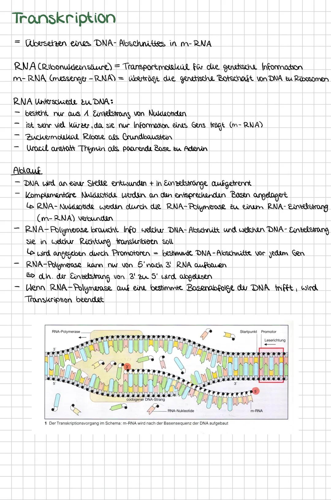 Genetik
Zellen im Vergleich
Cytoskelett
Zellwand
Chloroplast
Pflanzenzelle
Peroxisom
Cytoplasma
Tonoplast
-endoplasmatisches
rau Retikulum
C