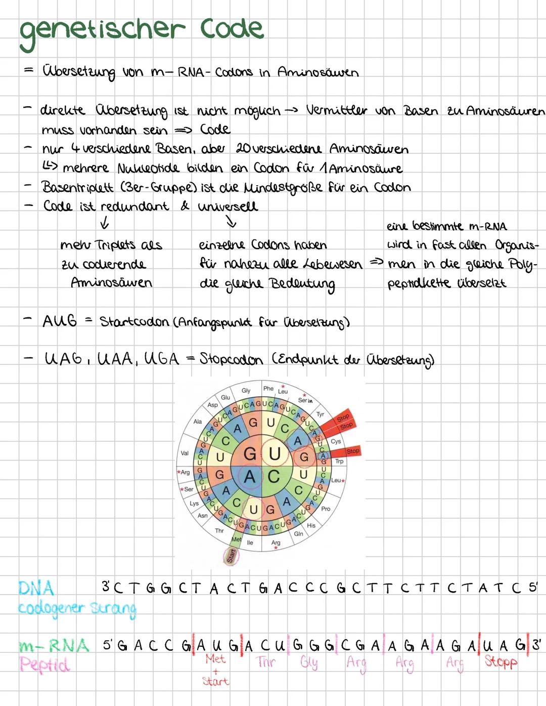 Genetik
Zellen im Vergleich
Cytoskelett
Zellwand
Chloroplast
Pflanzenzelle
Peroxisom
Cytoplasma
Tonoplast
-endoplasmatisches
rau Retikulum
C