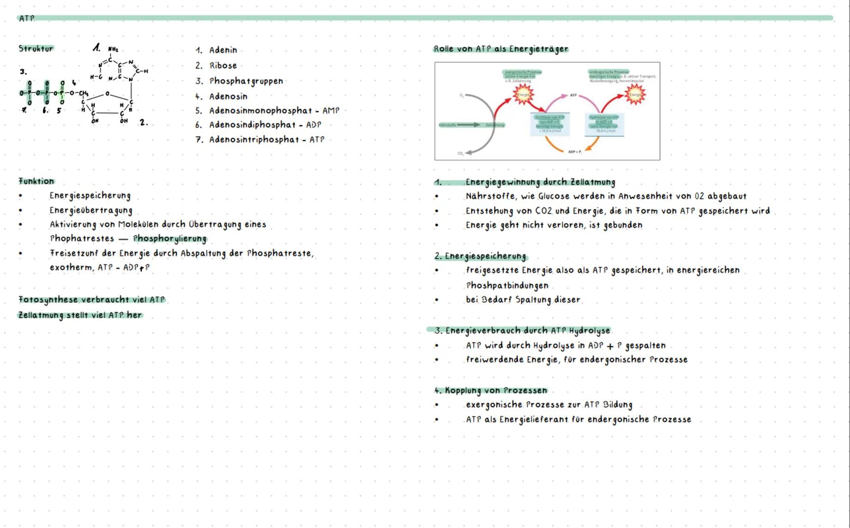 Fotosynthese
Die Bedeutung der Fotosynthese aus energetischer Sicht für Lebewesen
1. Primäre Energiequelle für die Biosphäre
⚫ Lichtenergie