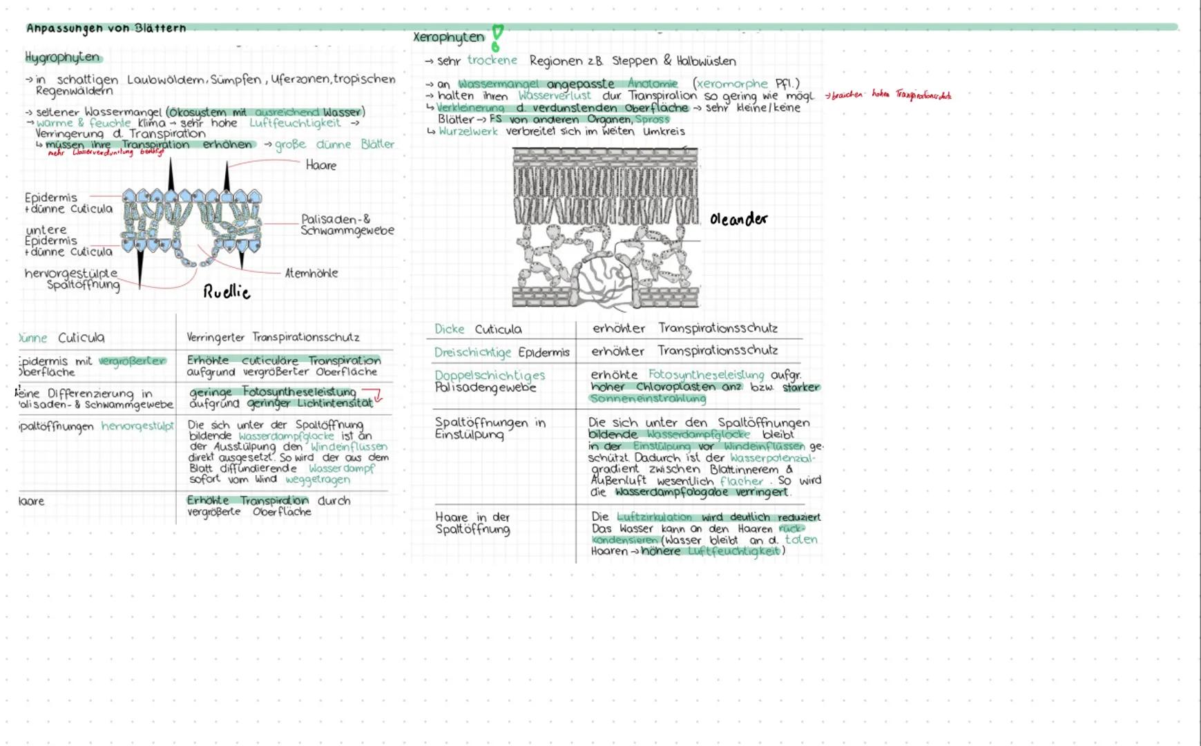 Fotosynthese
Die Bedeutung der Fotosynthese aus energetischer Sicht für Lebewesen
1. Primäre Energiequelle für die Biosphäre
⚫ Lichtenergie