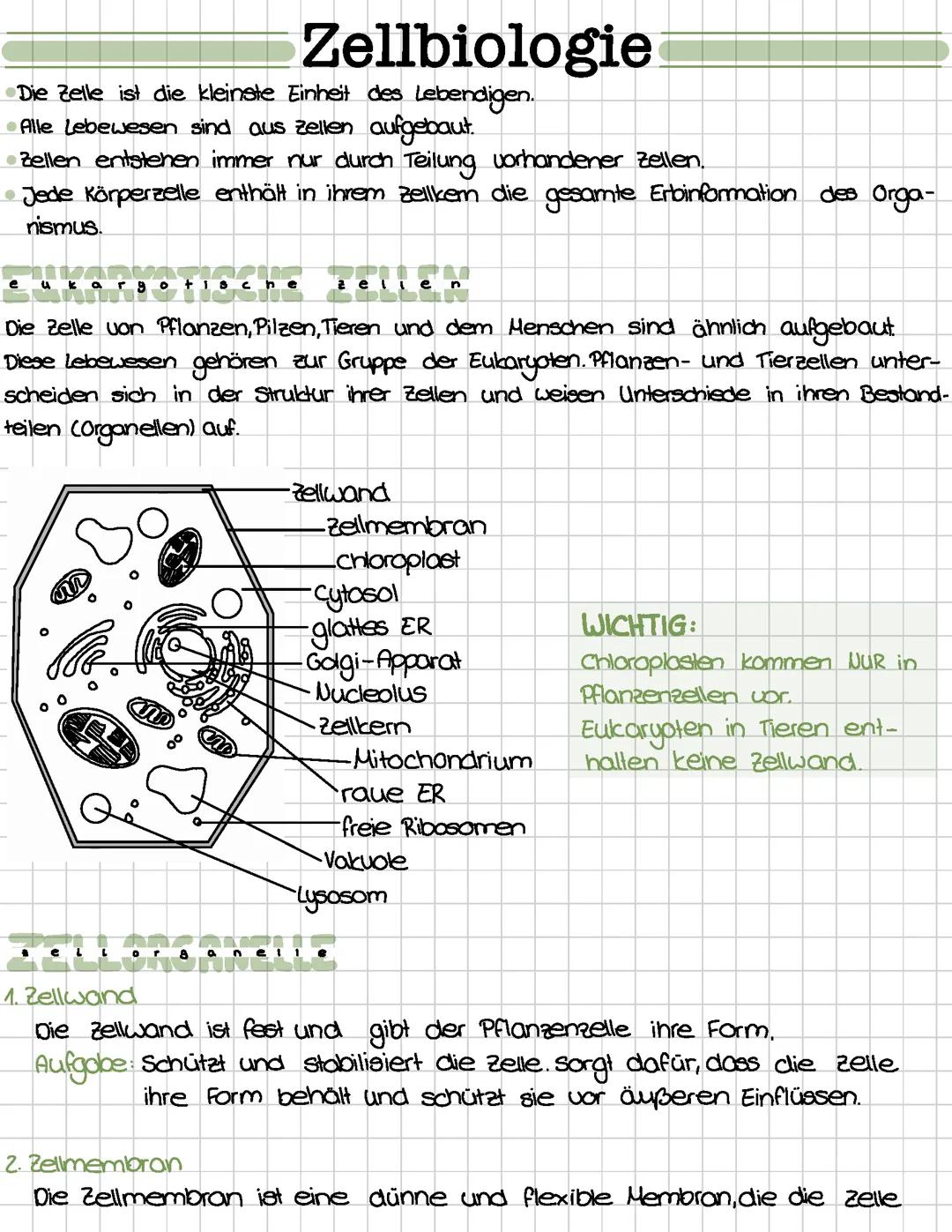 Zellbiologie (Klasse 11/EF)